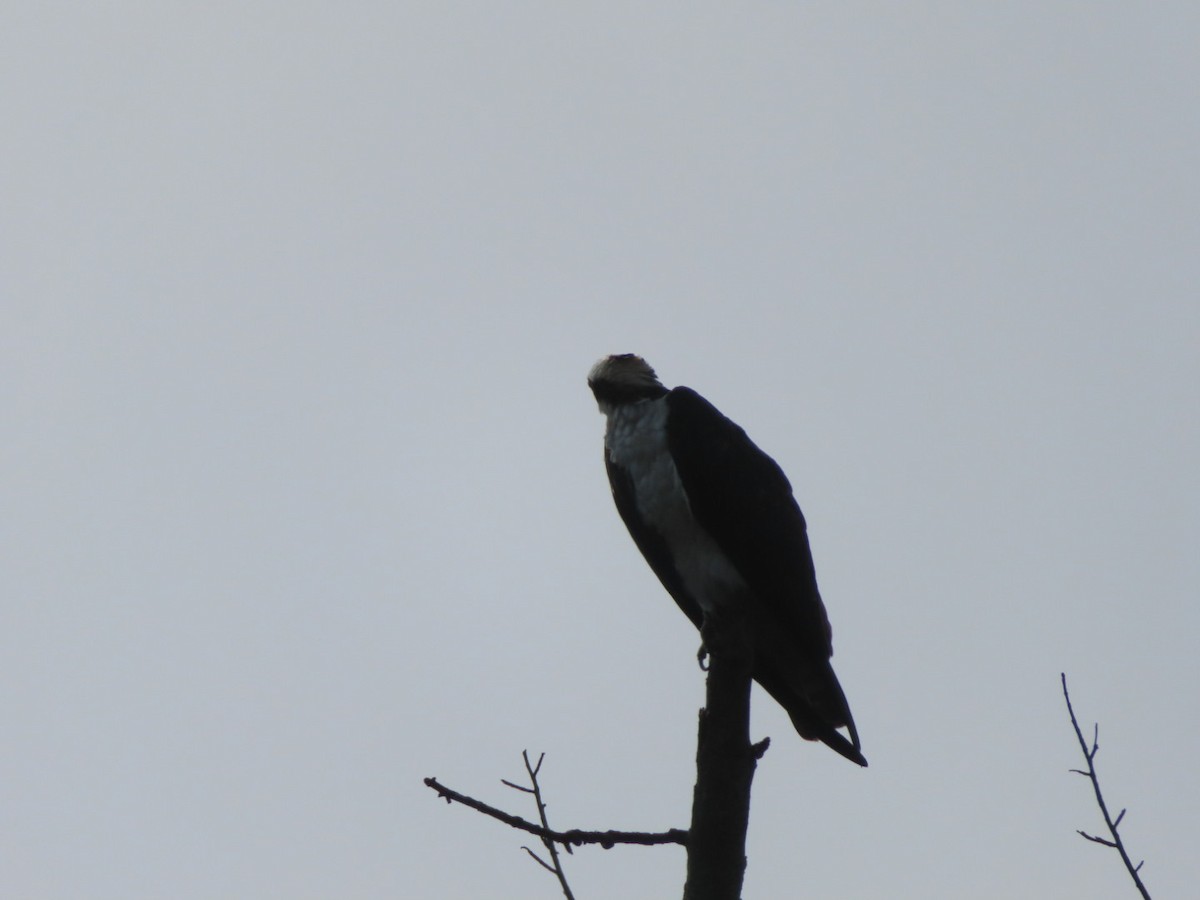 Osprey - ML641313689