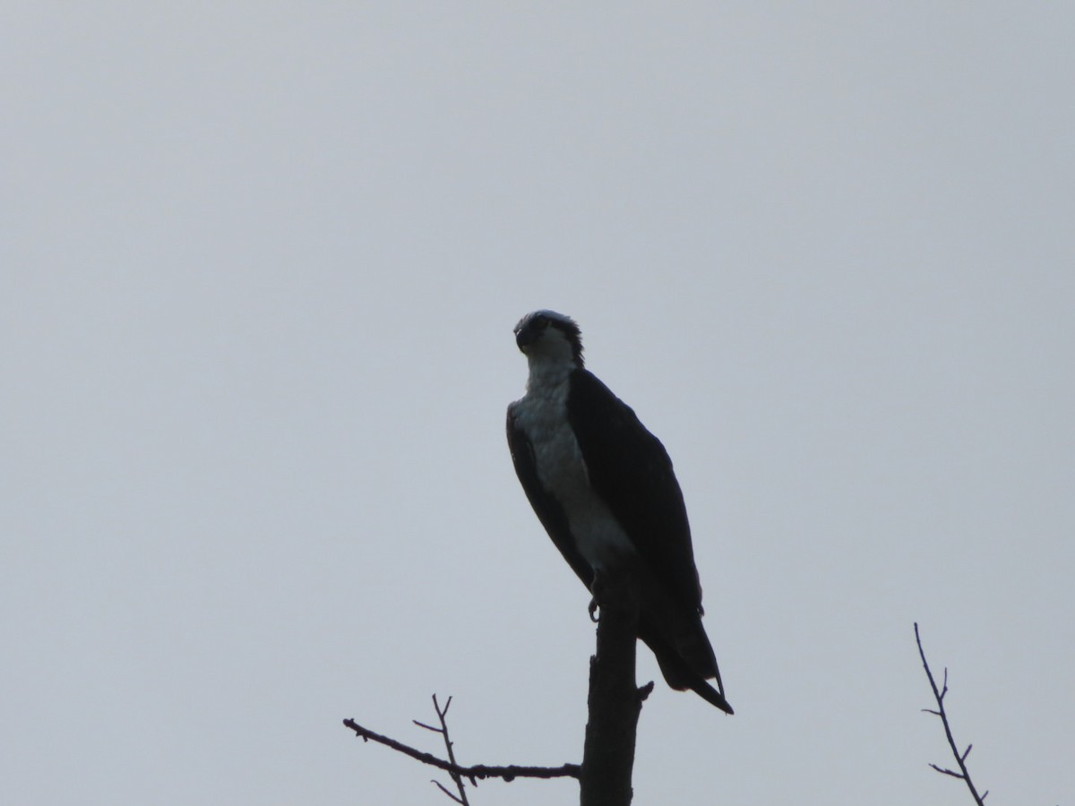 Osprey - ML641313690