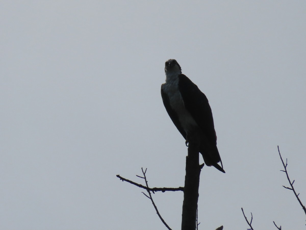 Osprey - ML641313691