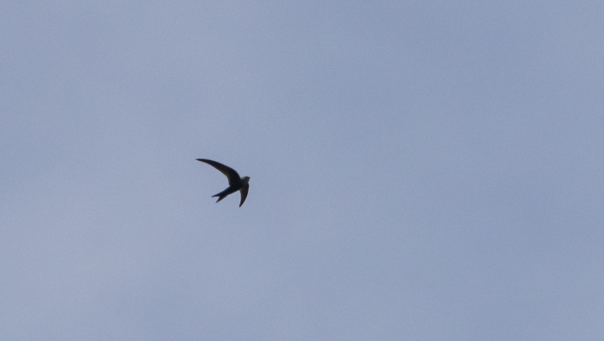 Blyth's Swift - ML641313733