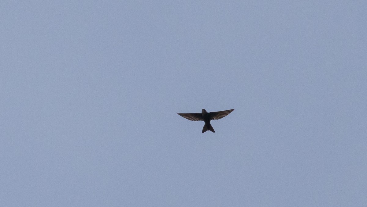 Blyth's Swift - ML641313735