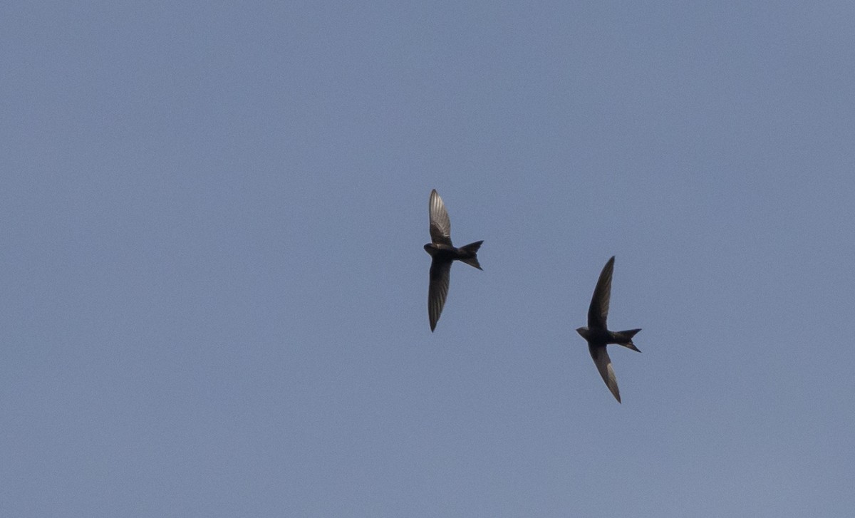 Blyth's Swift - ML641313742