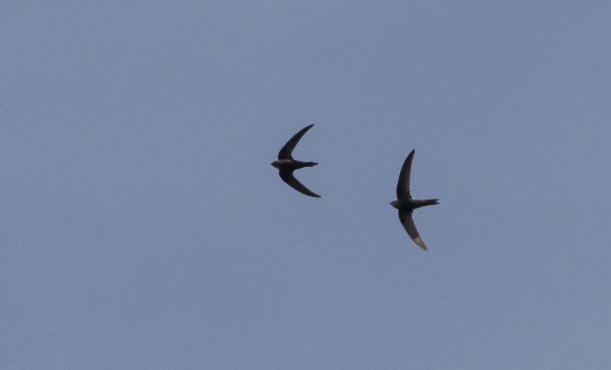 Blyth's Swift - ML641313743