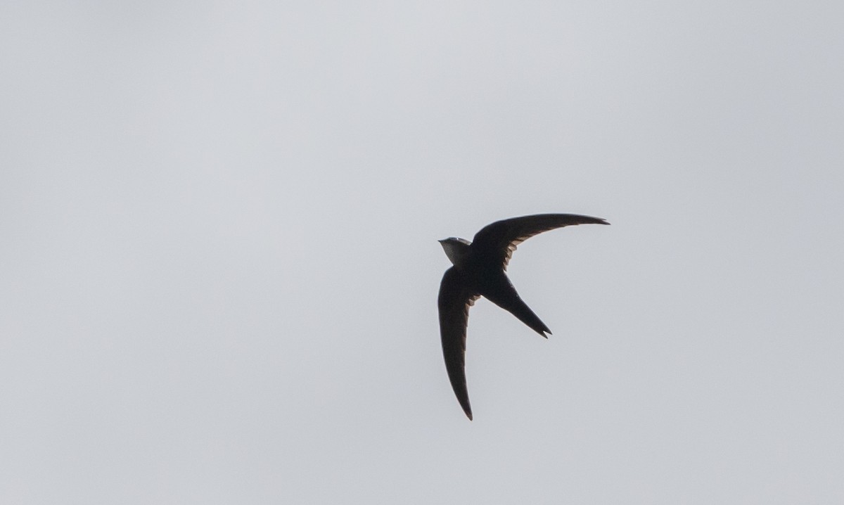 Blyth's Swift - ML641313756