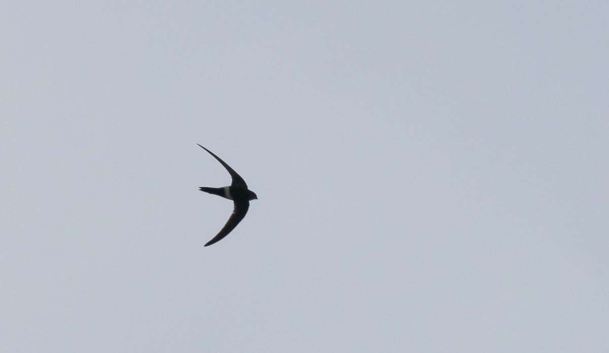Blyth's Swift - ML641313757