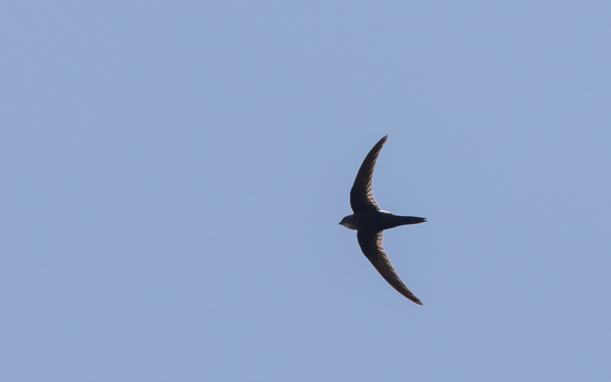 Blyth's Swift - ML641313761