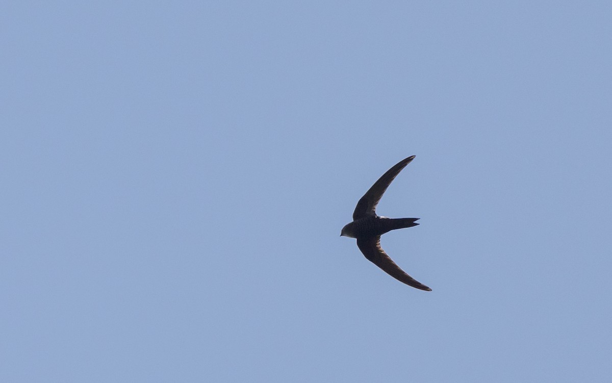 Blyth's Swift - ML641313762