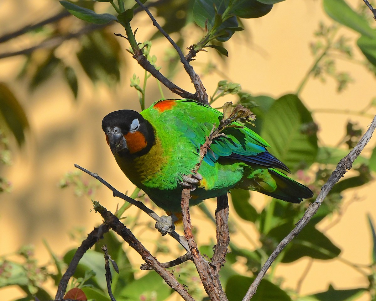 Orange-cheeked Parrot - ML641313763