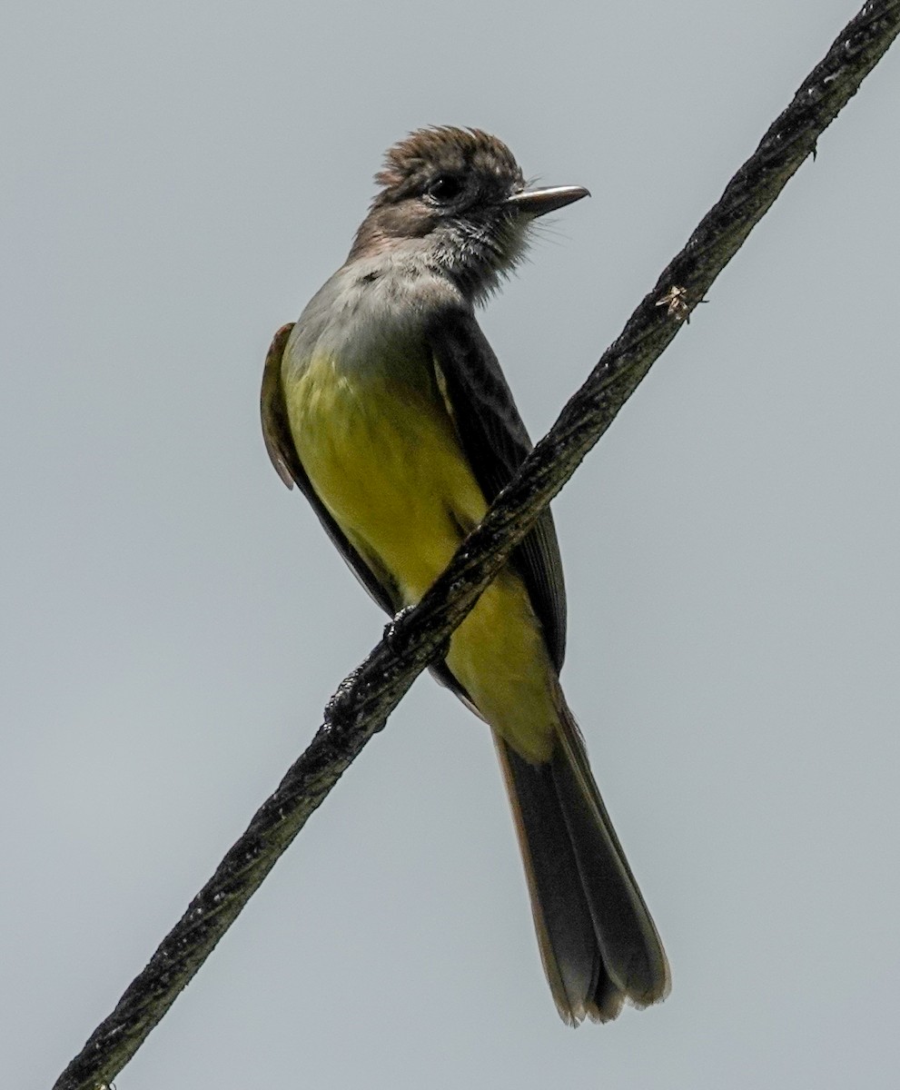 Panama Flycatcher - ML641313775