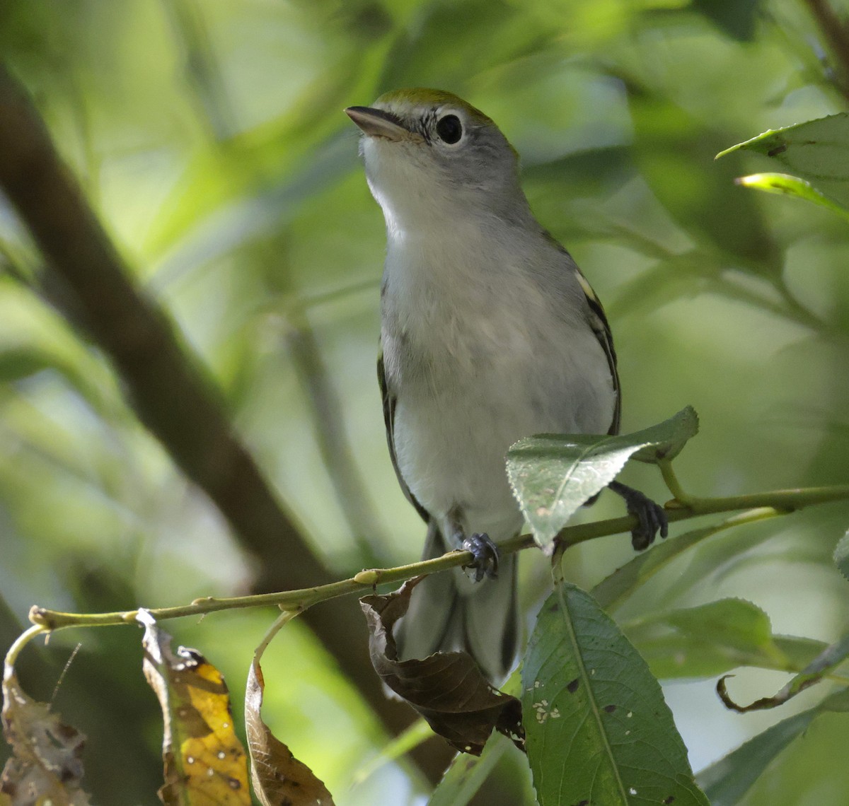 Chestnut-sided Warbler - ML641313802