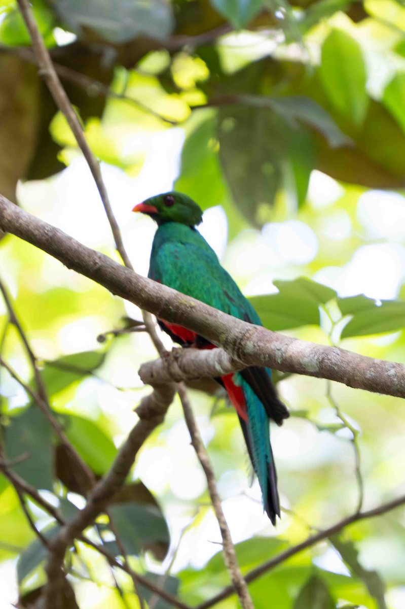 Pavonine Quetzal - ML641313817