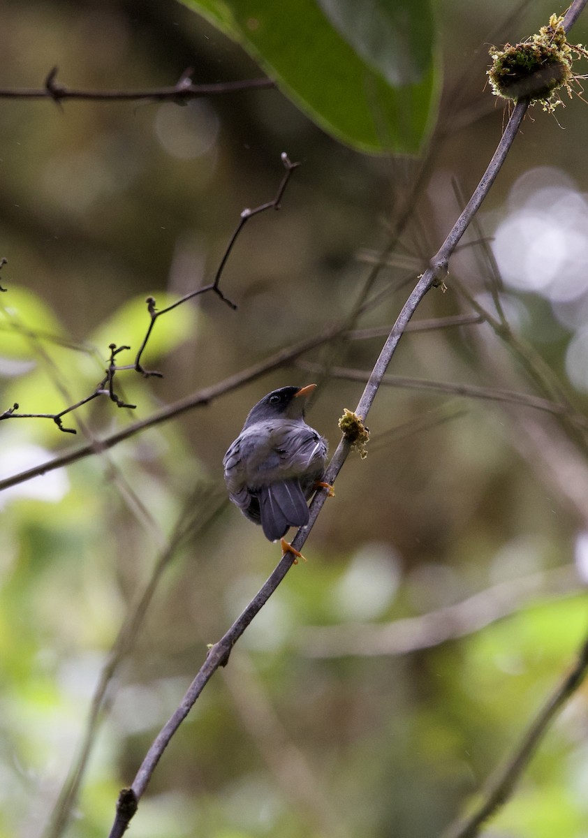 Black-faced Solitaire - ML641313821