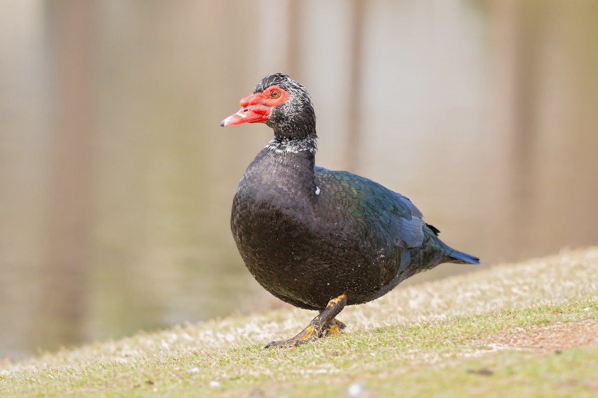 Muscovy Duck (Domestic type) - ML641313833
