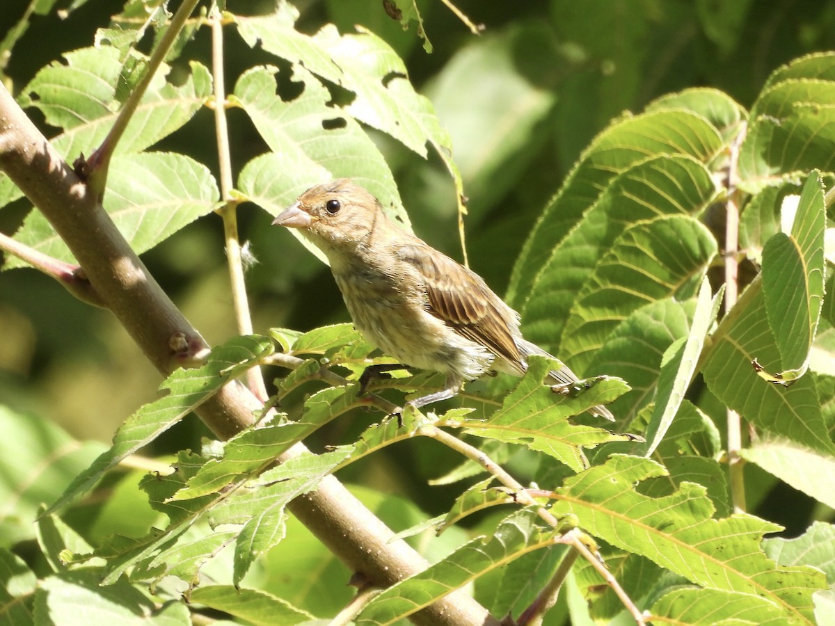 Indigo Bunting - ML641313860