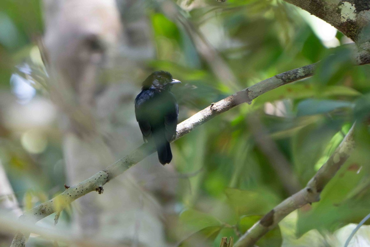 svartmanakin - ML641313877