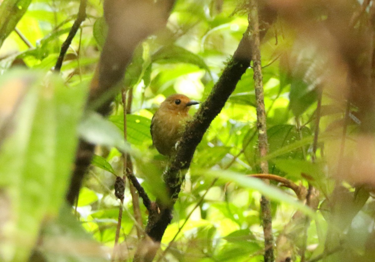 skjellryggmaurfugl (lepidonota/duidae) - ML641313927