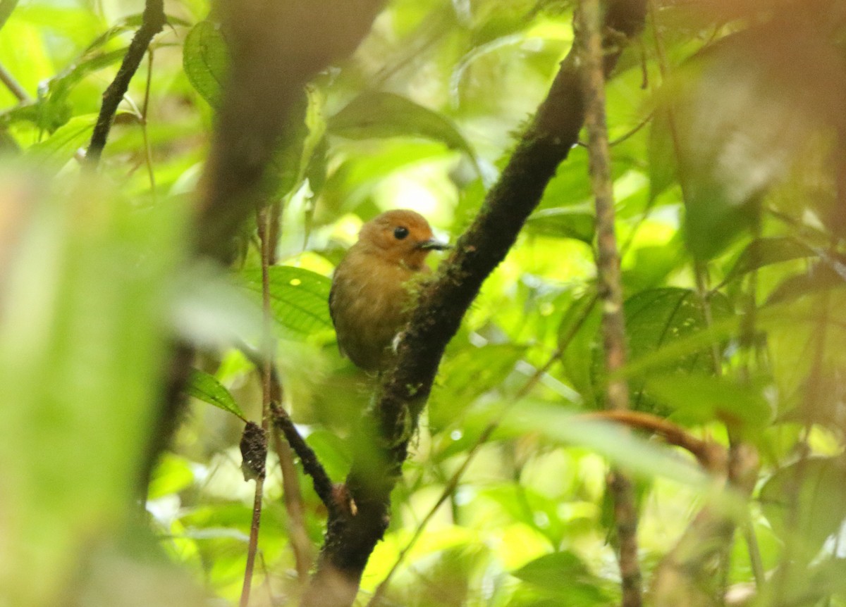 skjellryggmaurfugl (lepidonota/duidae) - ML641313928