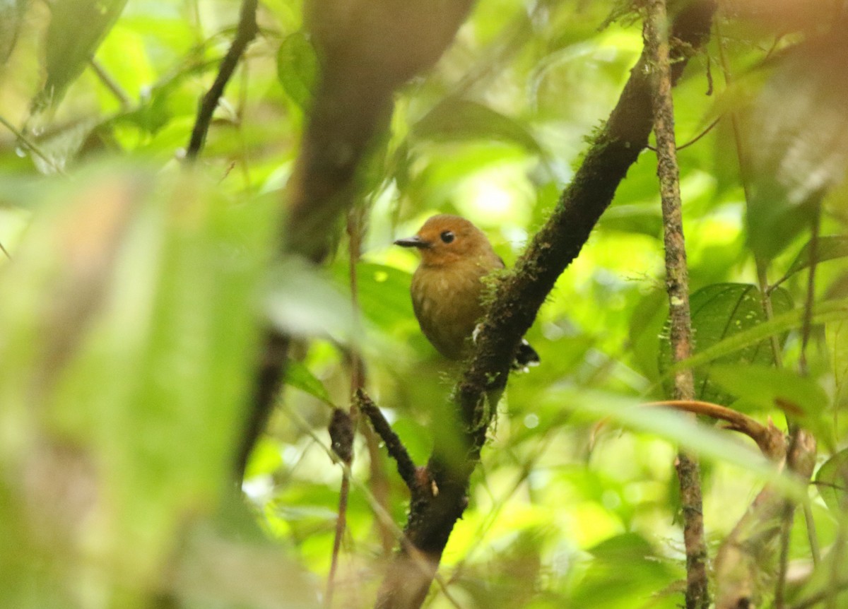 skjellryggmaurfugl (lepidonota/duidae) - ML641313930