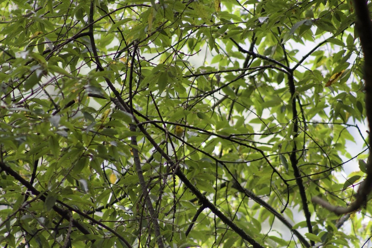 halvmåneparula - ML641313955
