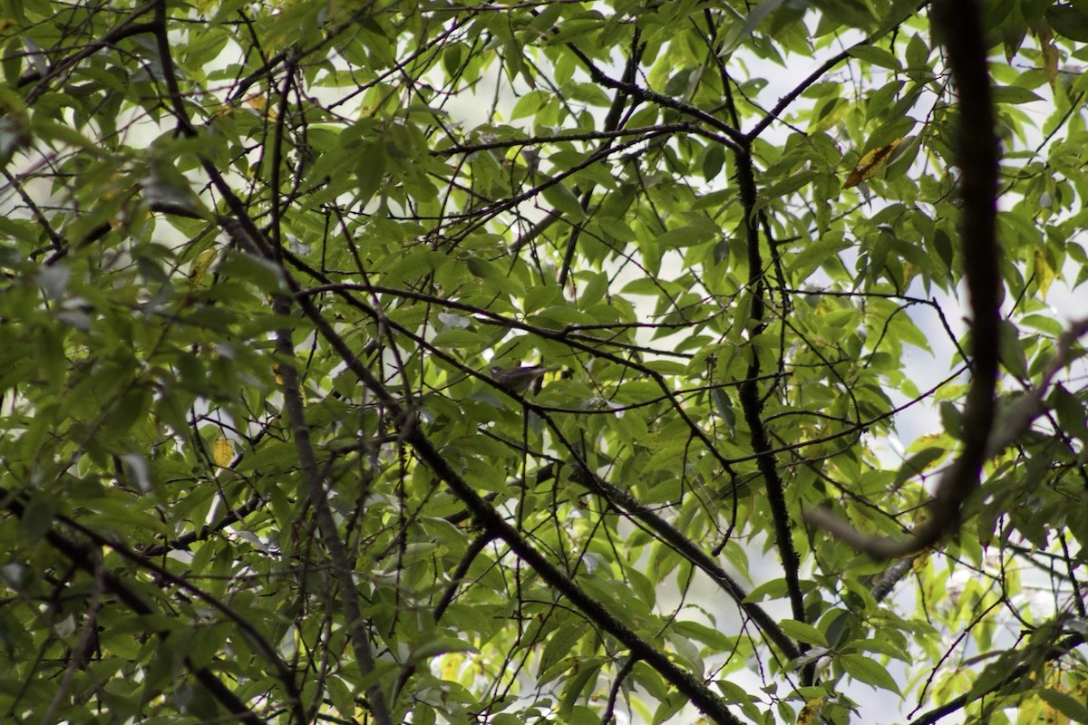 halvmåneparula - ML641313956