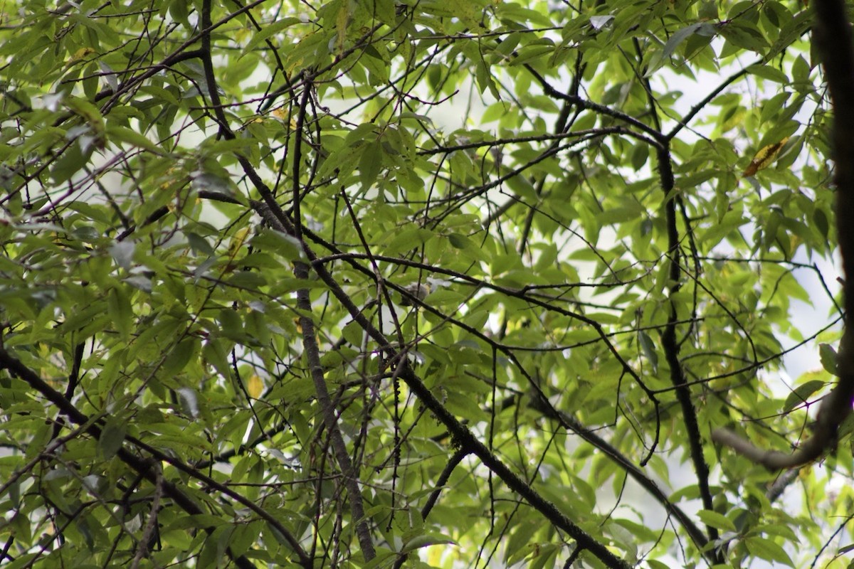 halvmåneparula - ML641313958