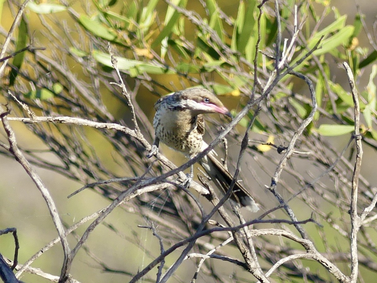 Spiny-cheeked Honeyeater - ML641314016