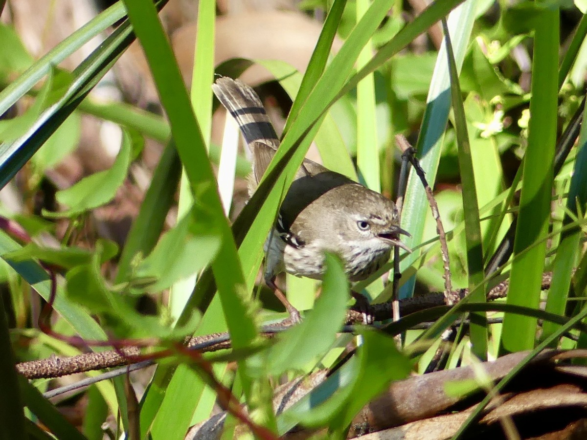 Spotted Scrubwren - ML641314084