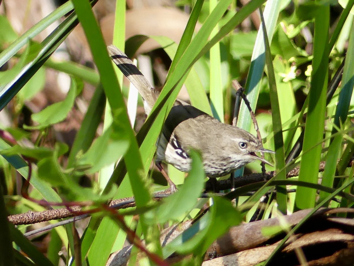 Spotted Scrubwren - ML641314085