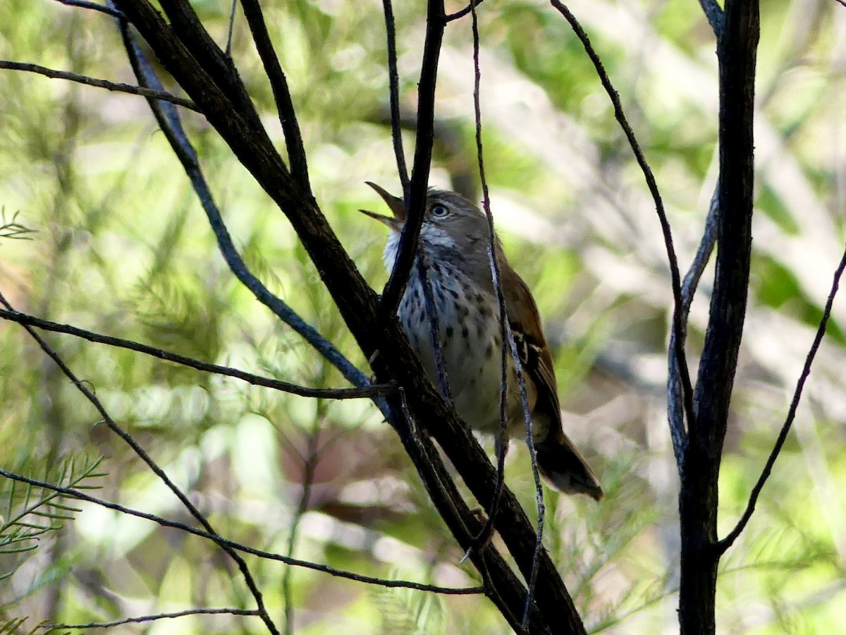 Spotted Scrubwren - ML641314086