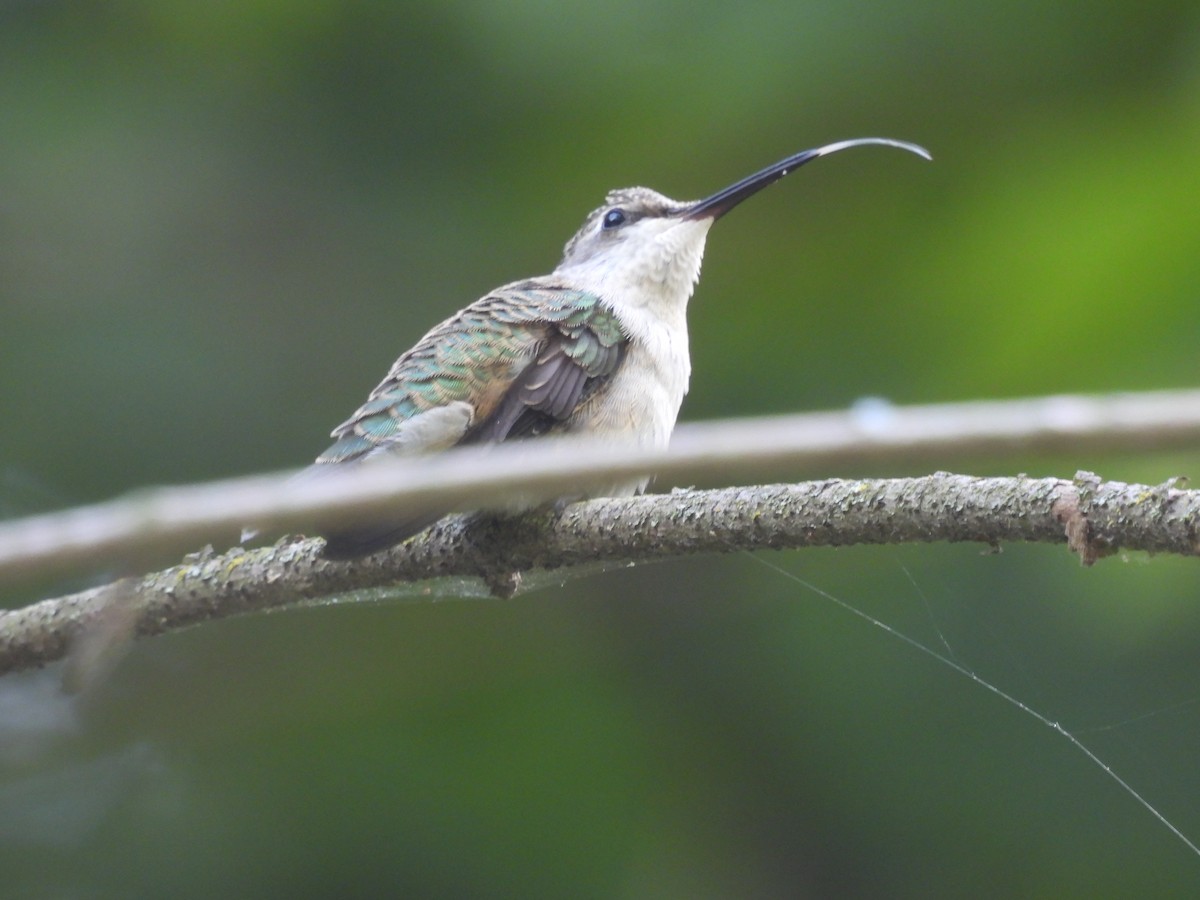 kalypta rubínohrdlá - ML641314131