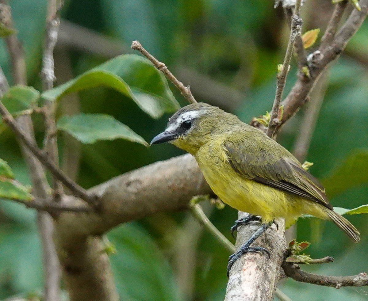 Brown-capped Tyrannulet - ML641314163