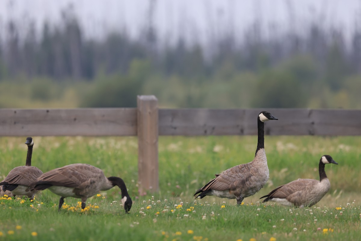 Canada Goose - ML641314168