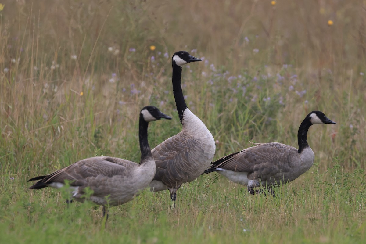 Canada Goose - ML641314169