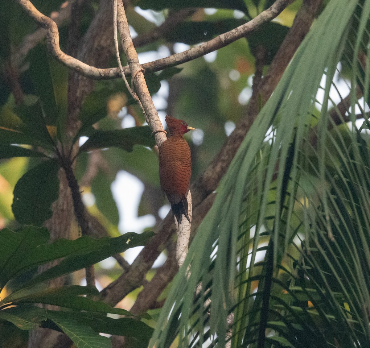datel vlnkovaný [skupina grammicus] - ML641314174