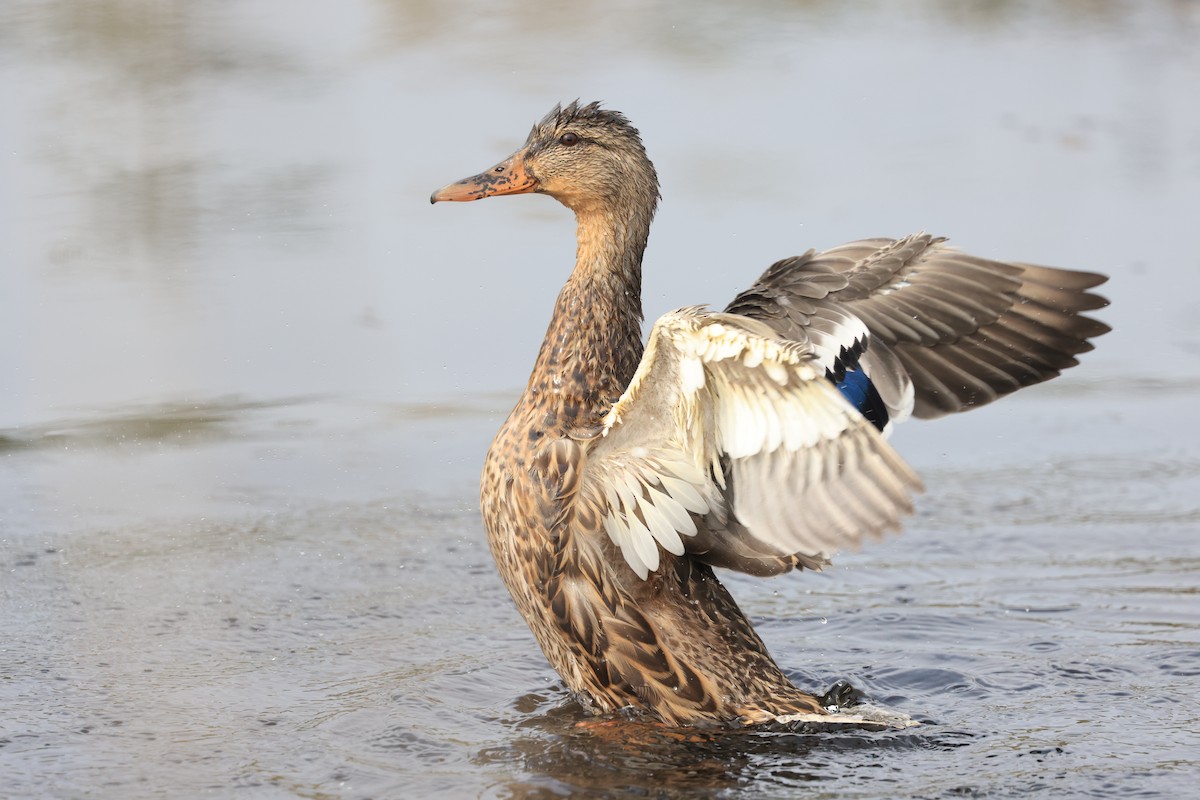 Mallard - ML641314177