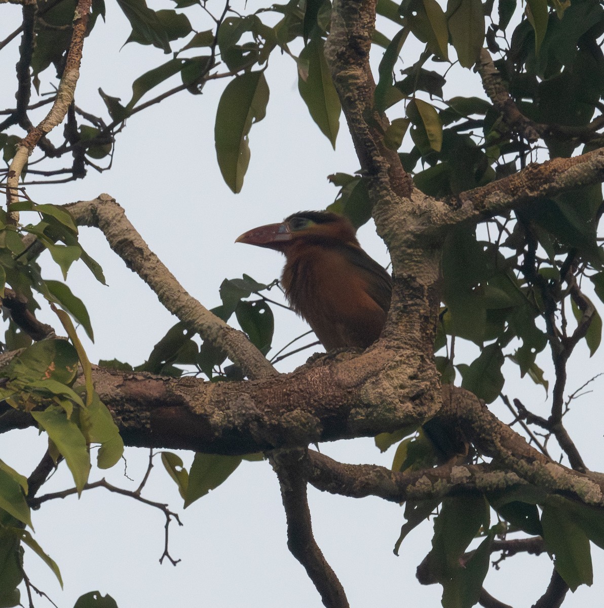 Tawny-tufted Toucanet - ML641314196