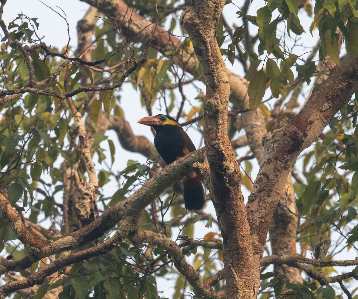 Tawny-tufted Toucanet - ML641314197