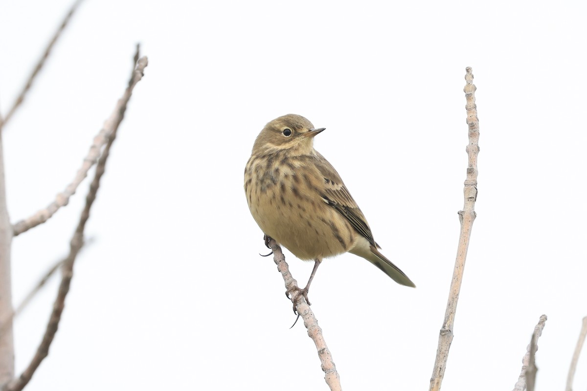 American Pipit - ML641314199