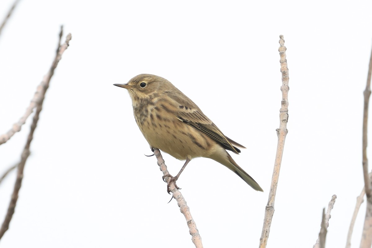 American Pipit - ML641314200
