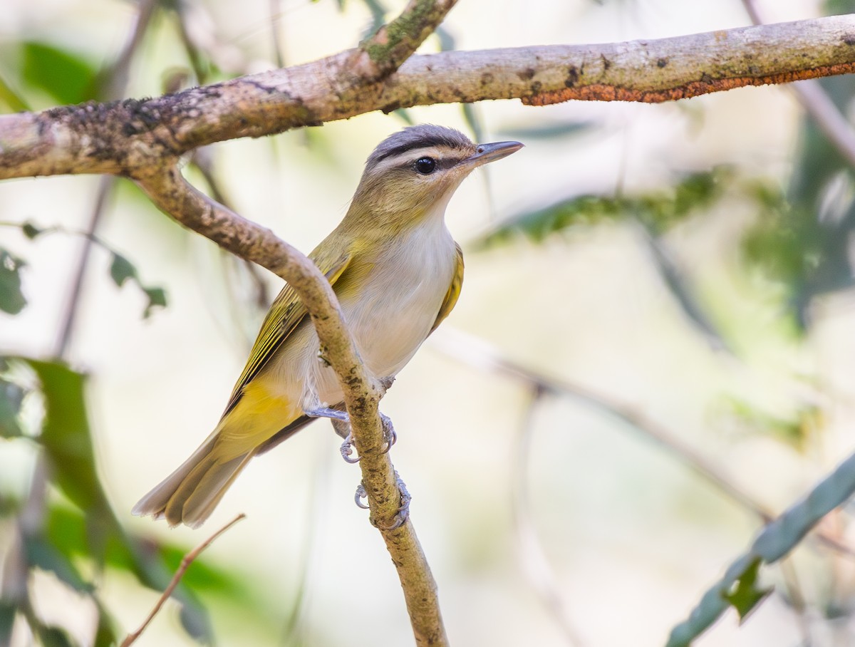 Chivi Vireo - ML641314203