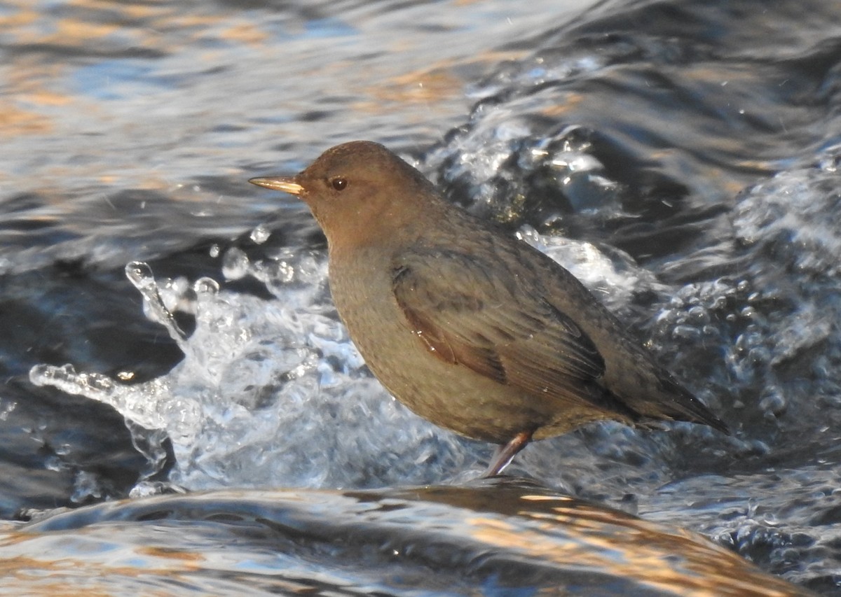 American Dipper - ML641314207