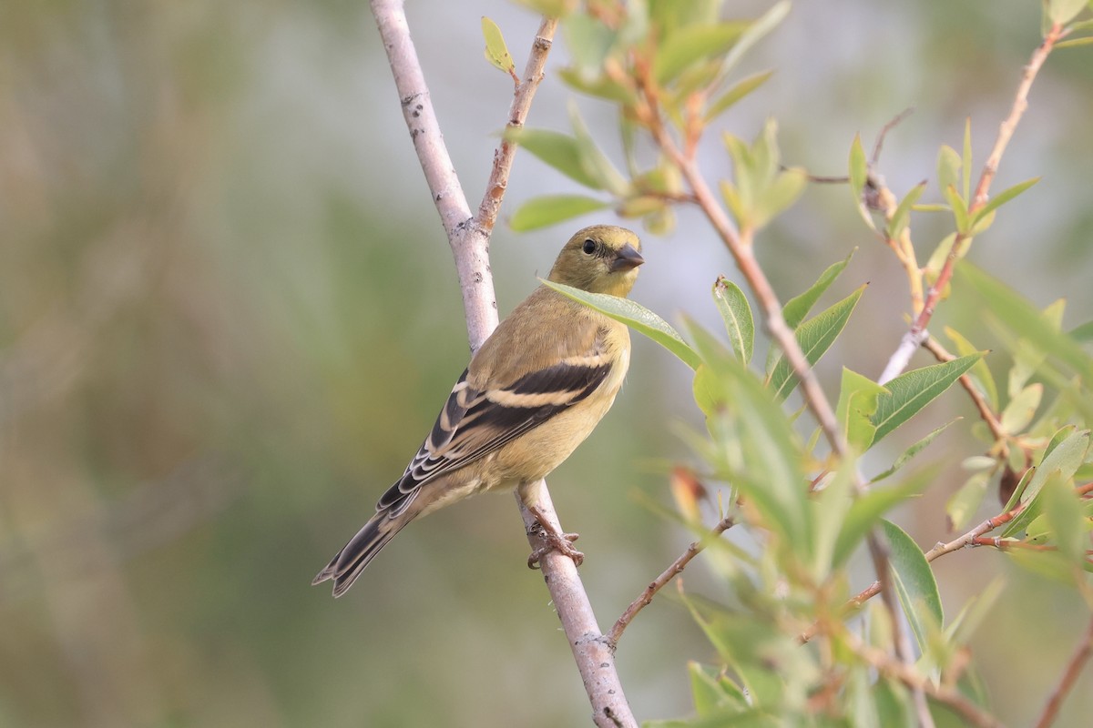 American Goldfinch - ML641314215