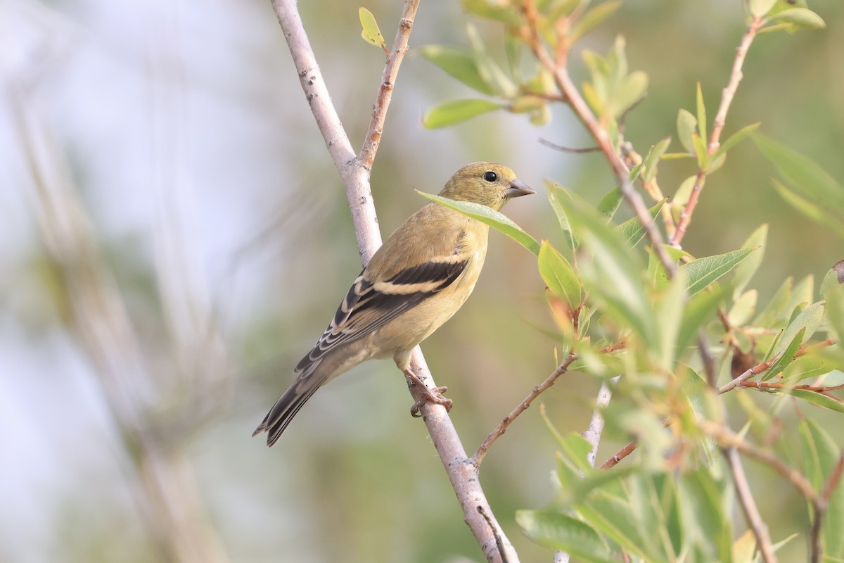 American Goldfinch - ML641314216