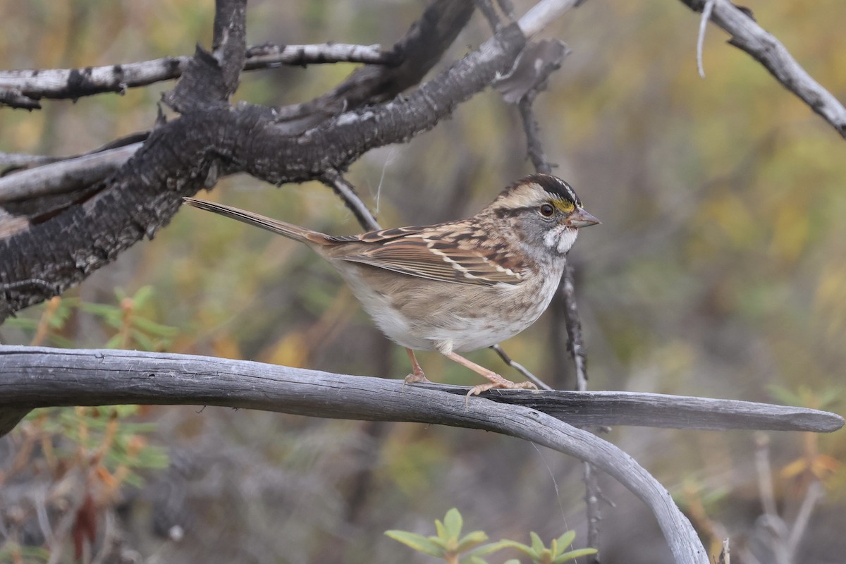 White-throated Sparrow - ML641314226