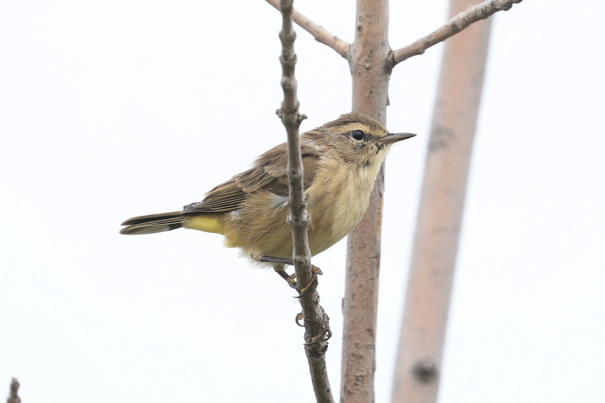 Palm Warbler - ML641314237
