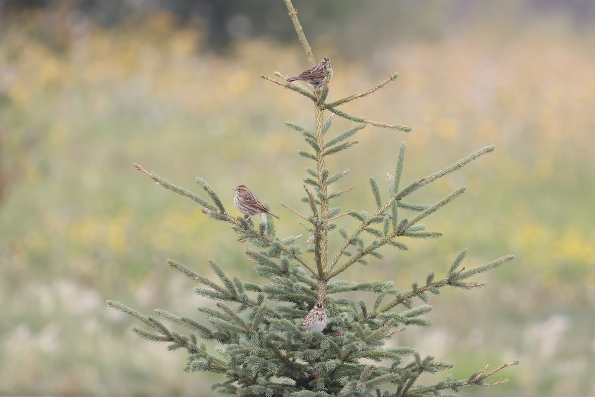 Savannah Sparrow - ML641314248
