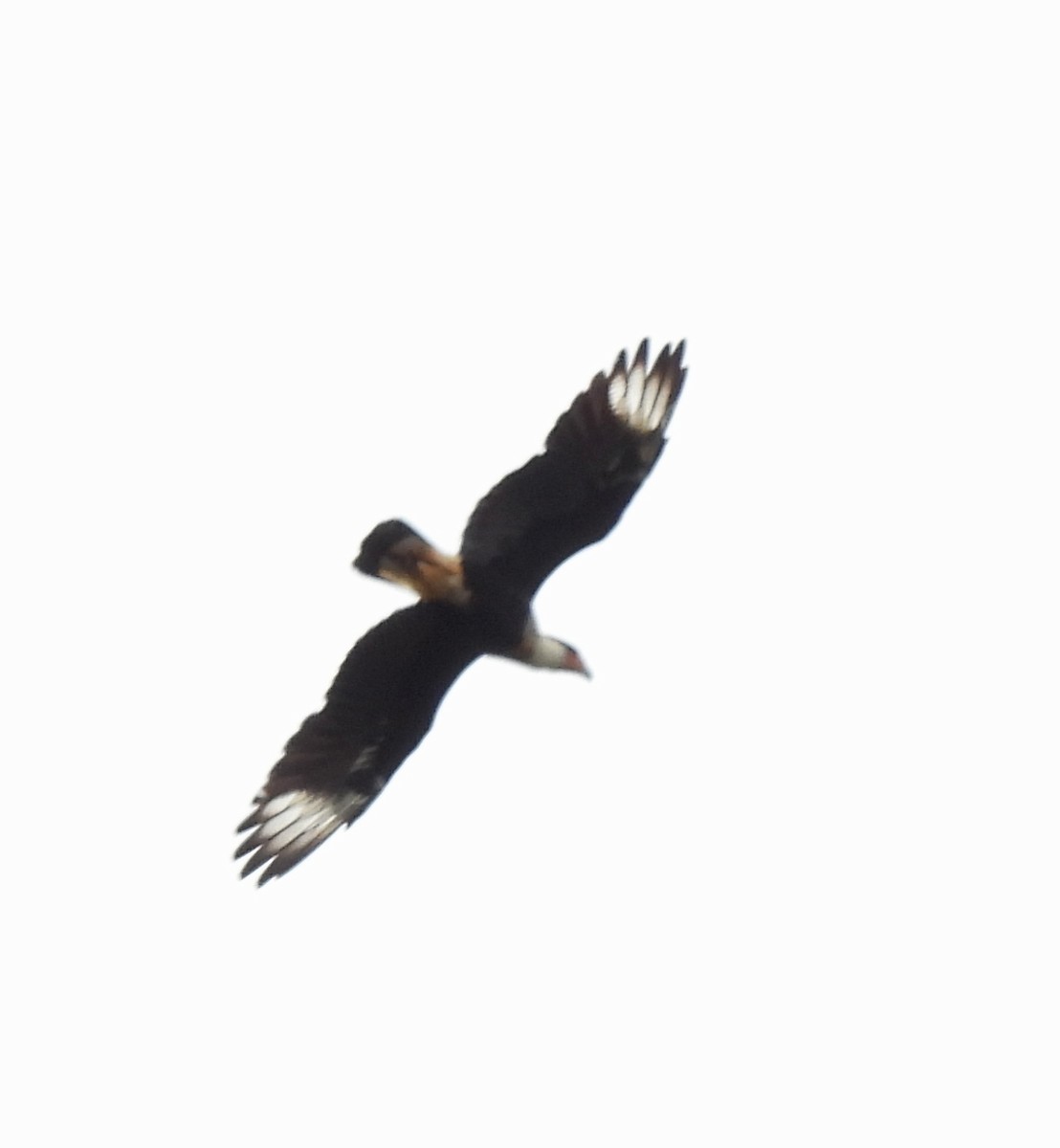 Crested Caracara (Northern) - ML641314261
