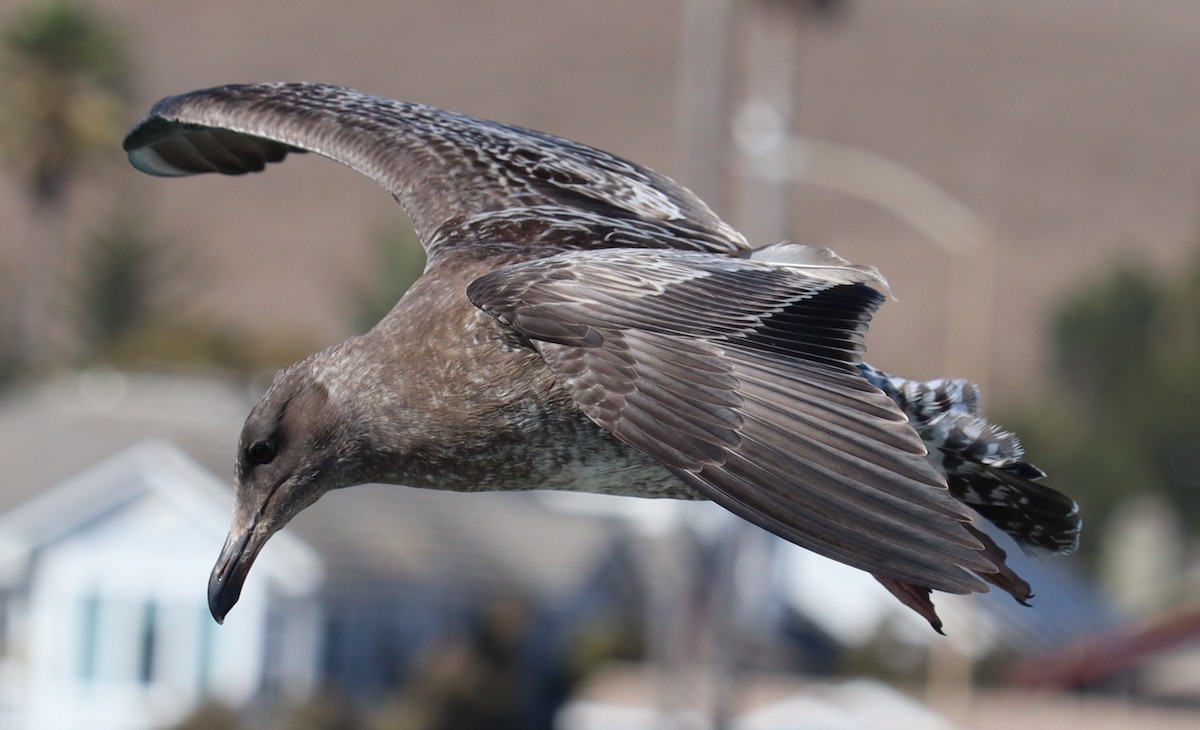 Western Gull - ML641314270