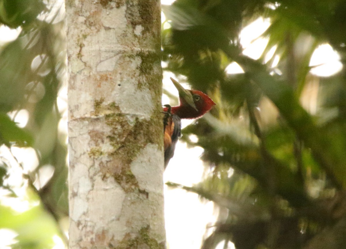 Red-necked Woodpecker - ML641314294