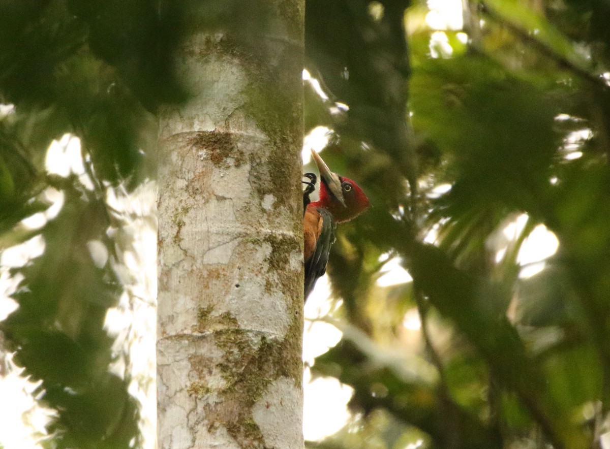 Red-necked Woodpecker - ML641314295